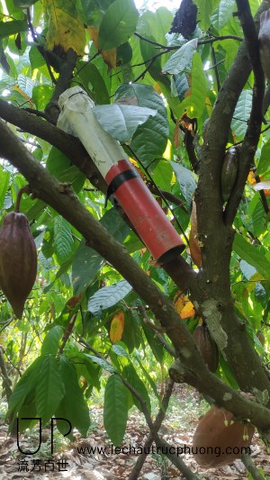 Tổ kiến đen trên cây cacao.